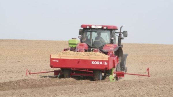 Bulvių sodinamoji KORA