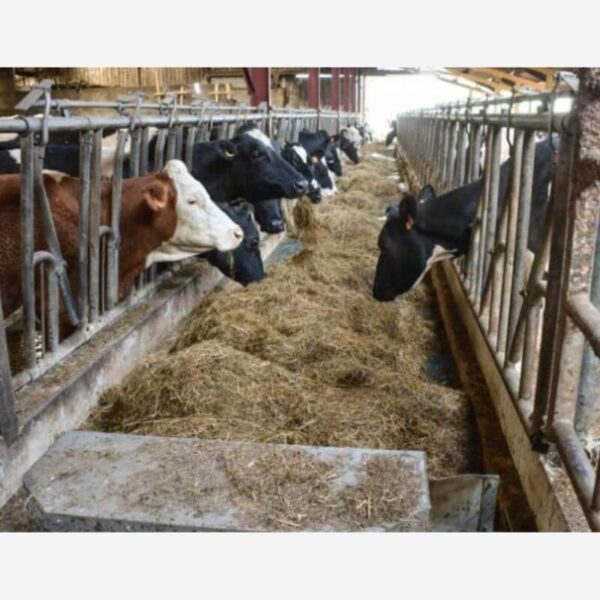 Automatiniai galvijų pašarų trasporteriai