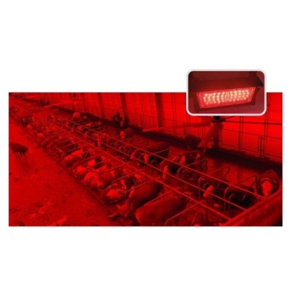 Raudona šviesa tvartui