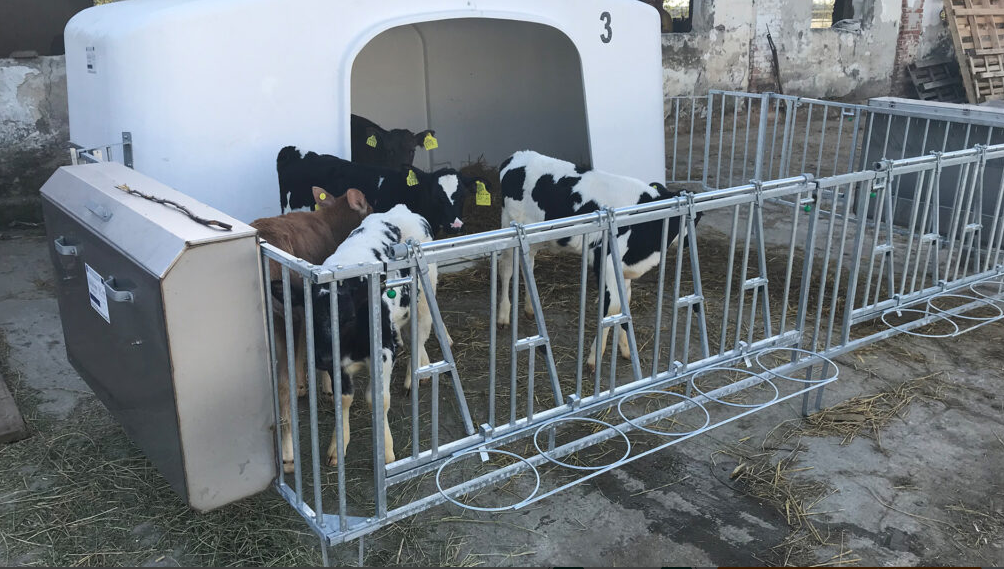 Grupinis veršelių namelis XL-5/XL-10 - Image 2