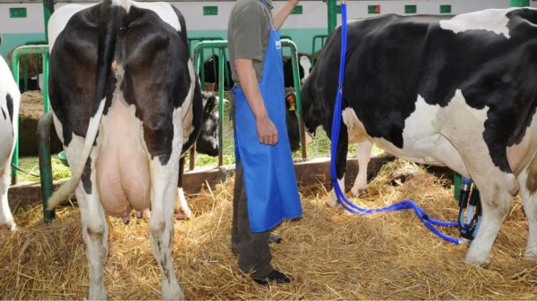 Pieno – vakuumo linijos